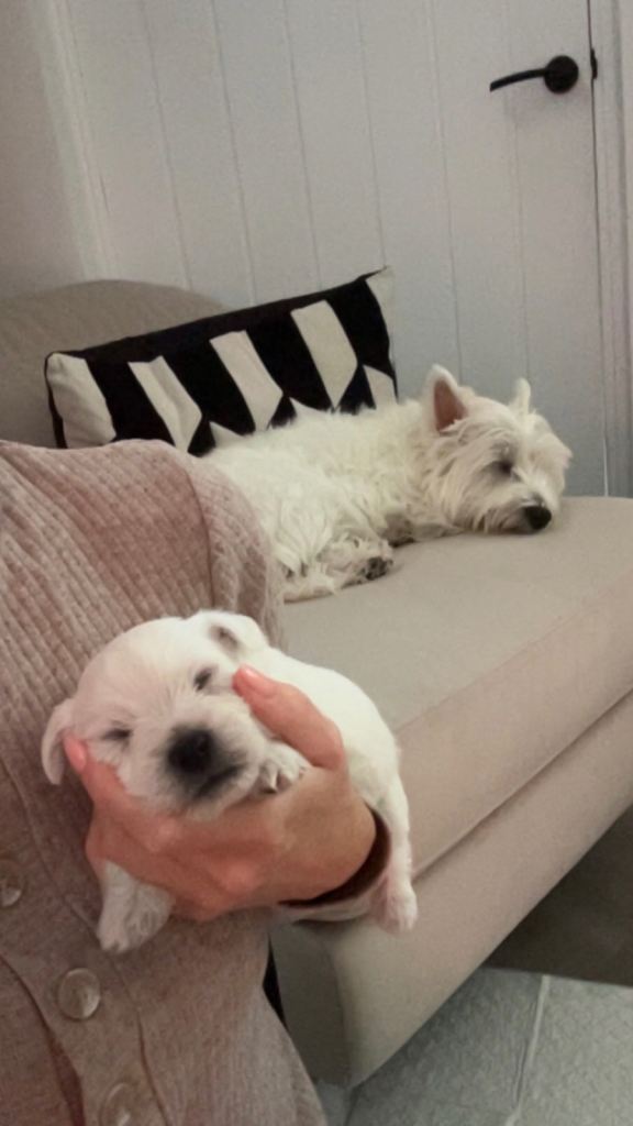 West Highland Terrier Puppies 