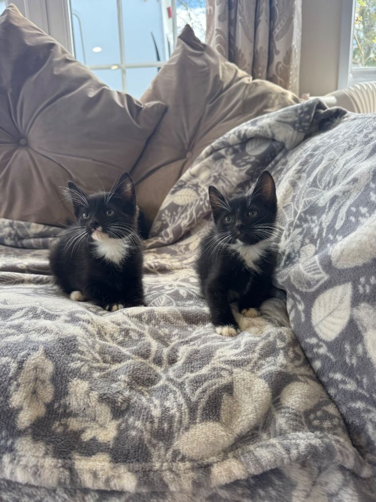 Mixed kittens 