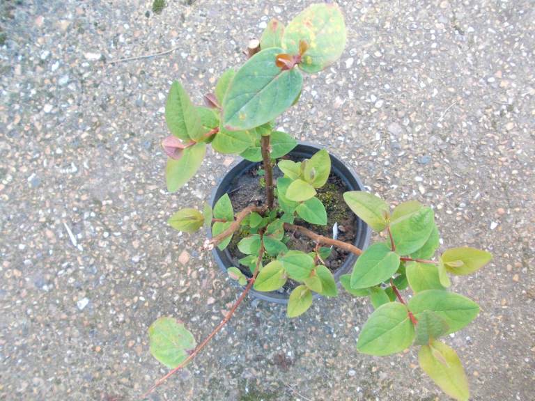 Hypericum Garden Shrub Plant