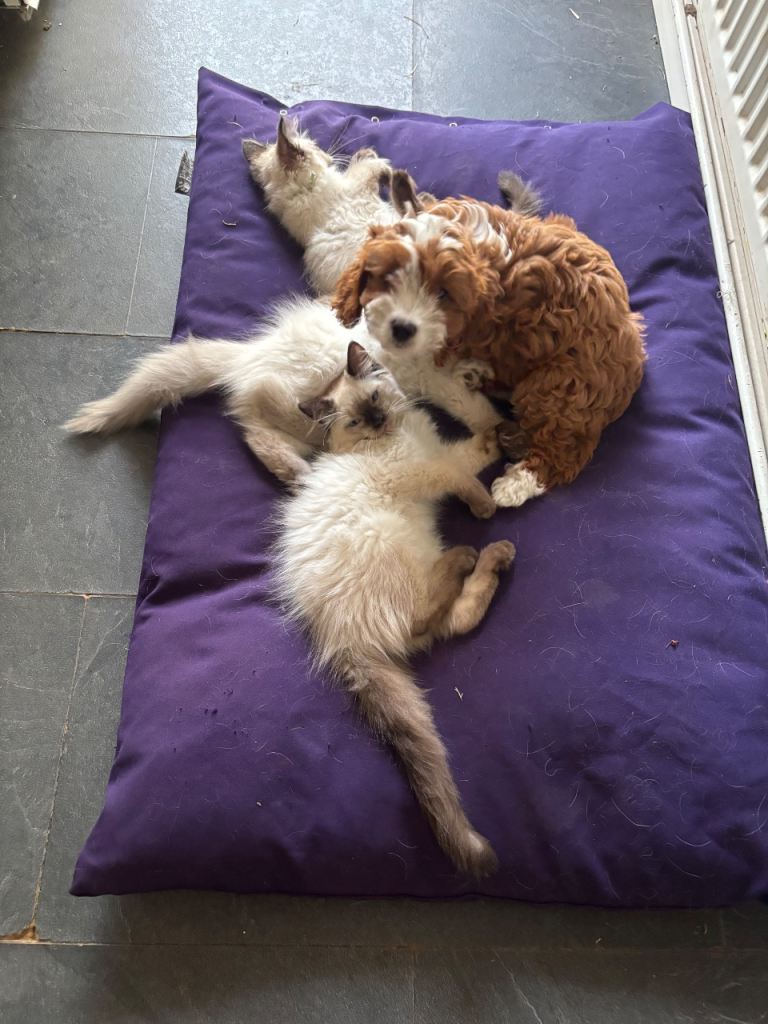 Purebred Male Ragdoll Kittens. Ready Now! 