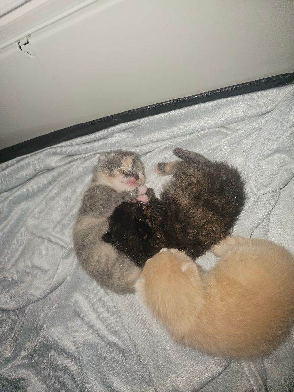 3 little musketeers looking for a home 