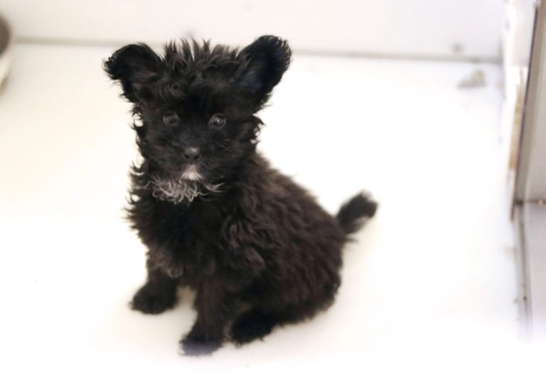 PomskyDoodle Puppy Black Girl