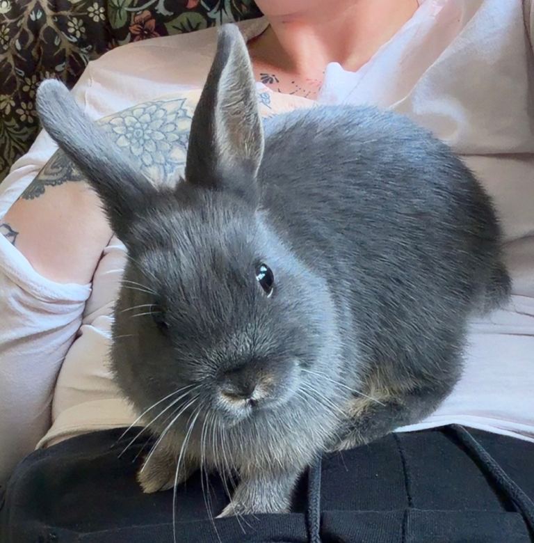 Blue Otter Netherland Dwarf Buck