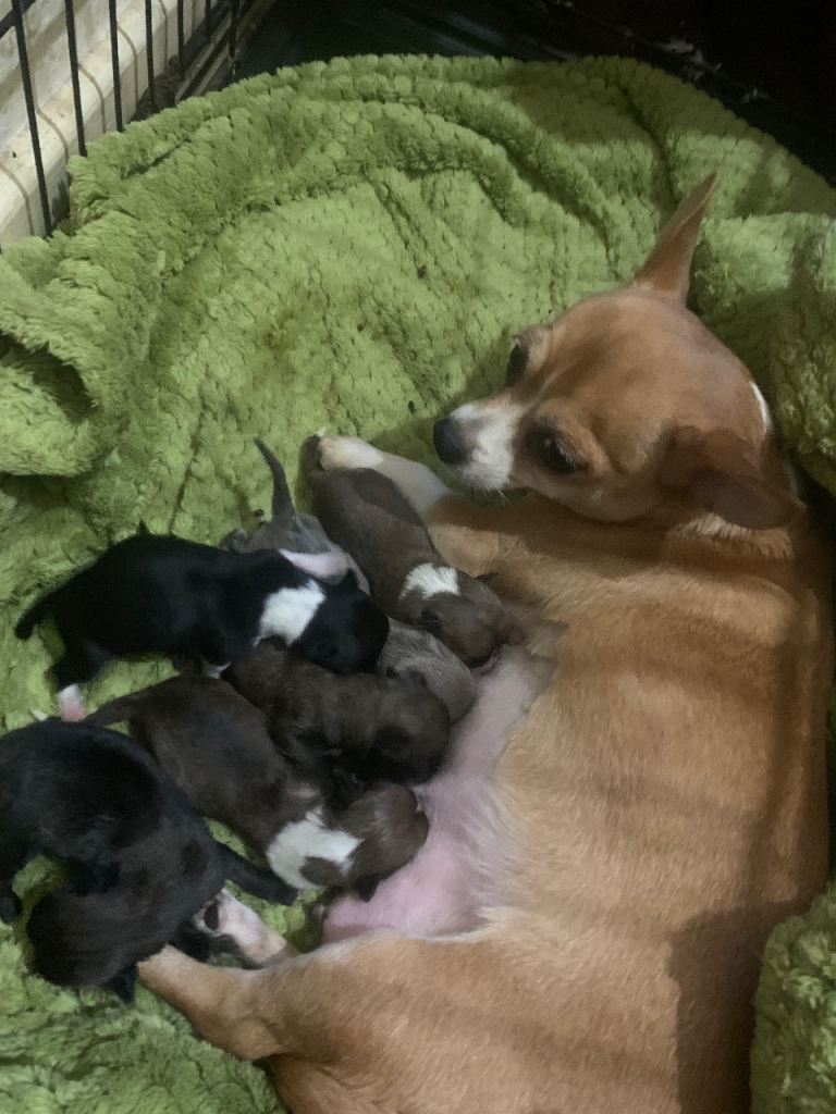 6 chihuahua puppies 