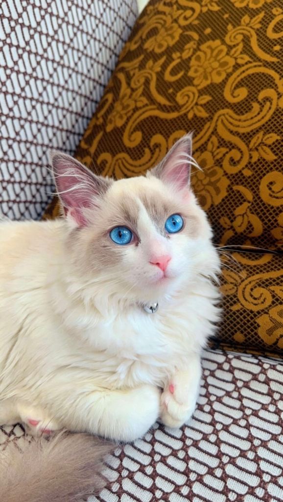 💕 Beautiful Ragdoll Cat - Loving New Home Wanted…