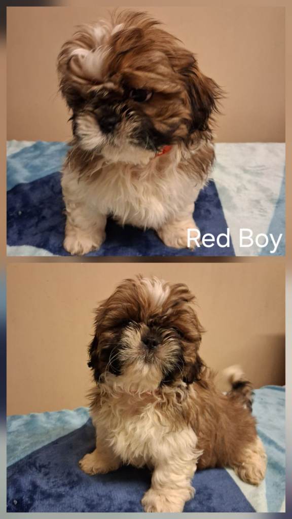 Beautiful Shih Tzu puppies 