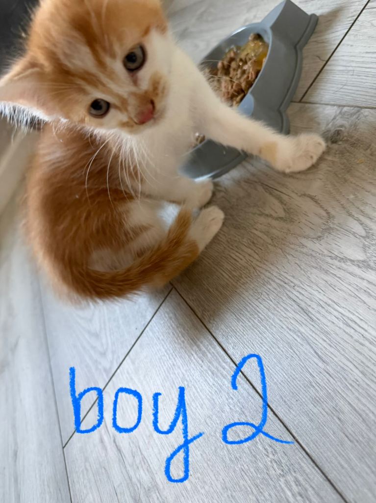 **Beautiful Kittens for sale **