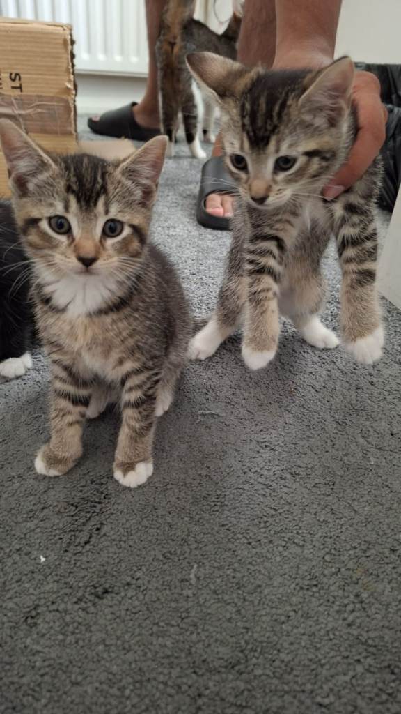 8 week old kittens 