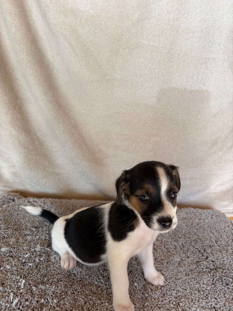 Miniature Jack Russell puppies