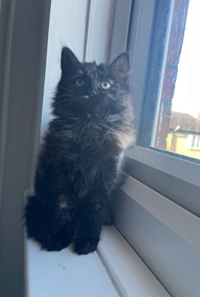 black Ragdoll kitten