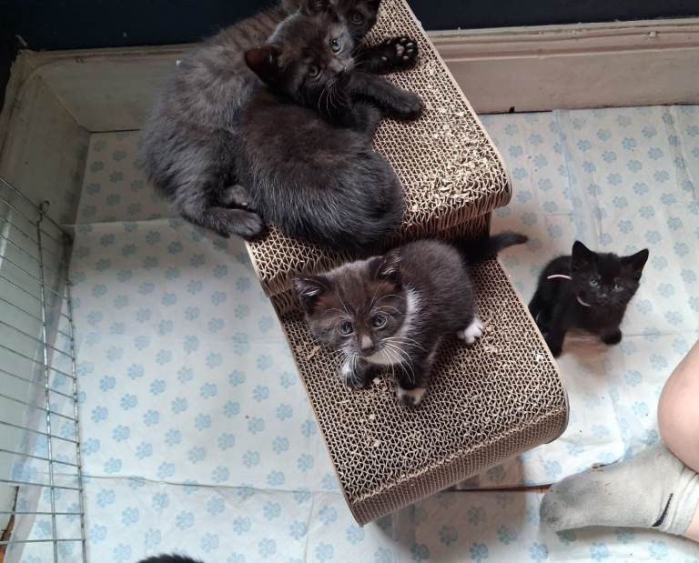 Cute kittens in need of homes