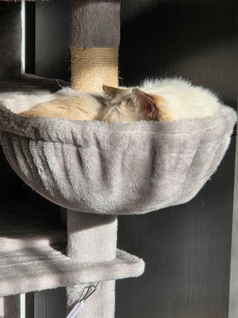 Female Ragdoll for Rehoming 