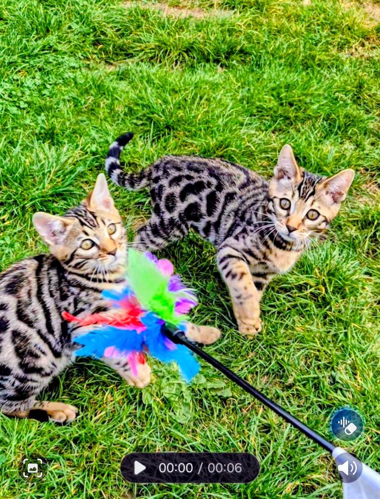 Just TICA Registered Bengal Boy Left. Don't miss out 🐆❤️