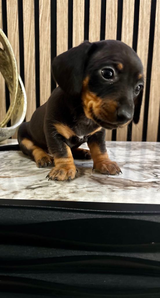 Miniature Dachshund Puppies 🐾🐾