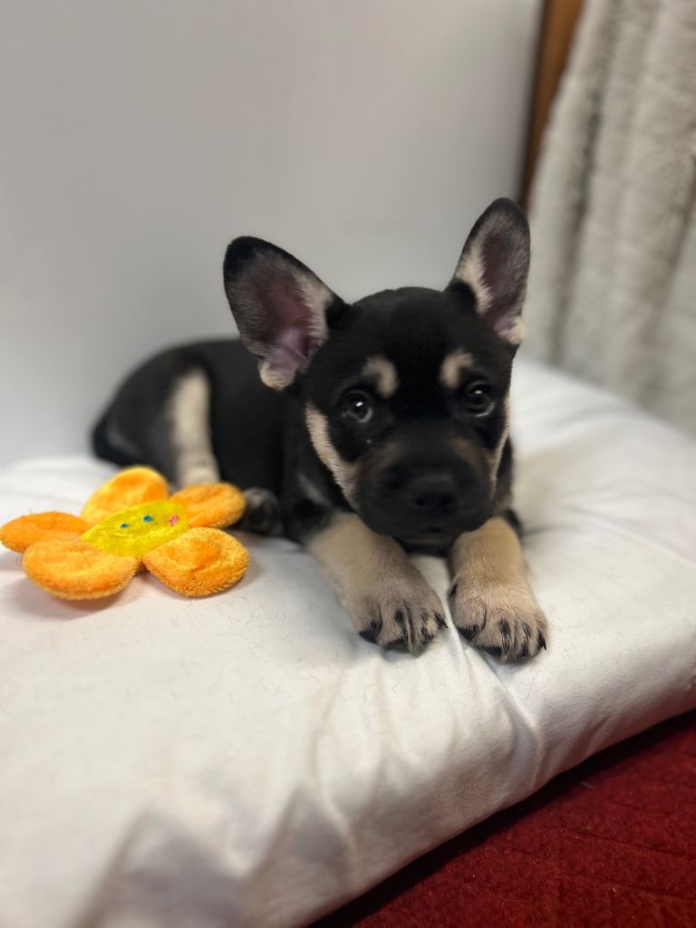 image for 3 adorable Pomsky Frenchie puppies