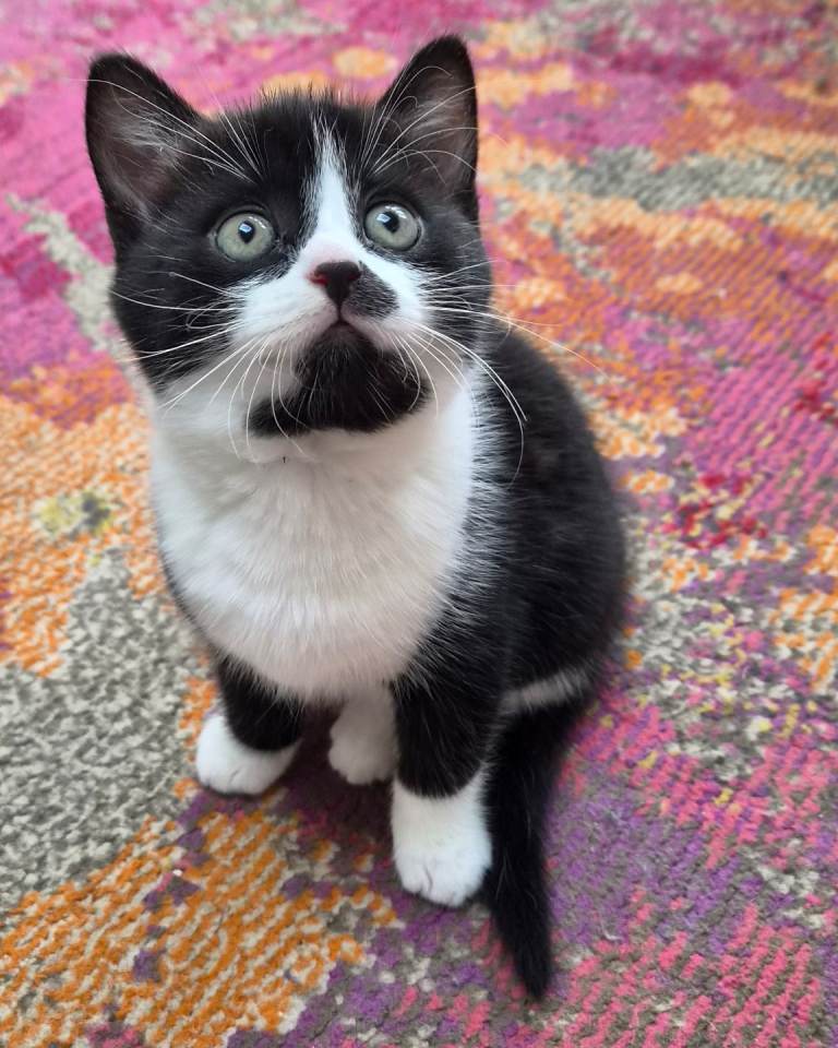 Kitten ready for his forever home 💓 (rehomed pending collection)