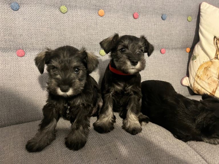 Schnauzer Puppies 