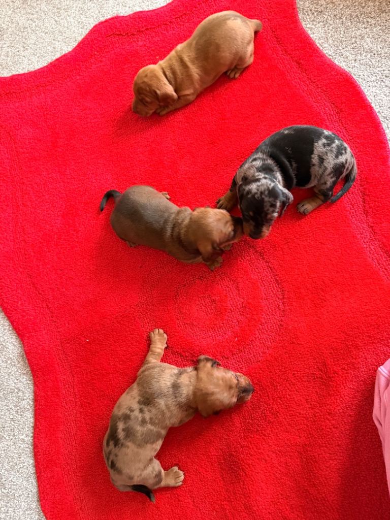 Miniature dachshund puppies for sale 