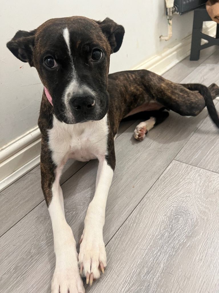 7-Month-Old Staffordshire Bull Terrier x American Bulldog