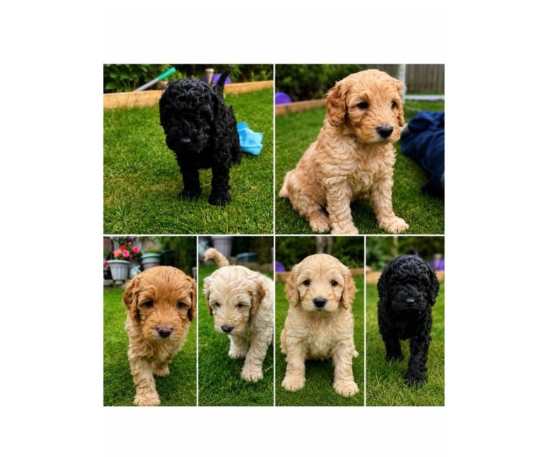 F1b Cockapoo 3/4 toy poodle