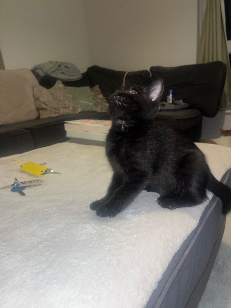 SOLD 4 x 10/11 week old kittens 