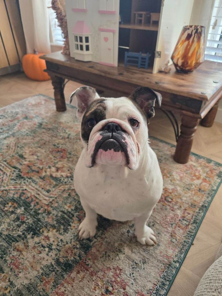 9 month old English Bulldog