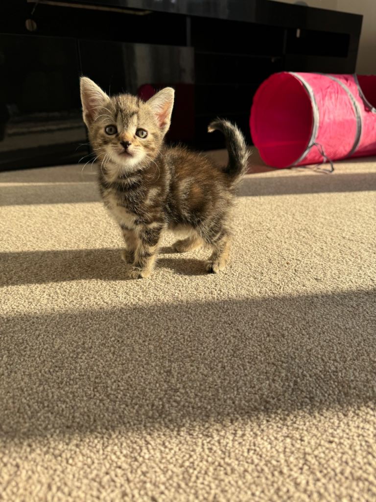 6 Beautiful kittens 