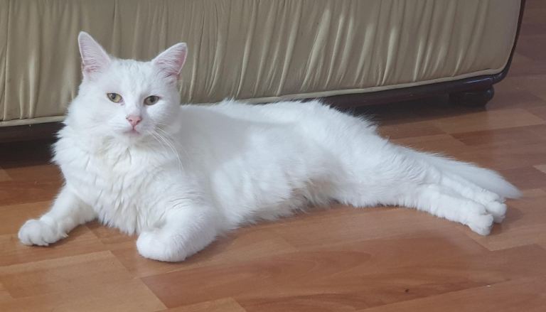 White Turkish angora cat