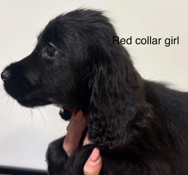 Cocker spaniel puppies 