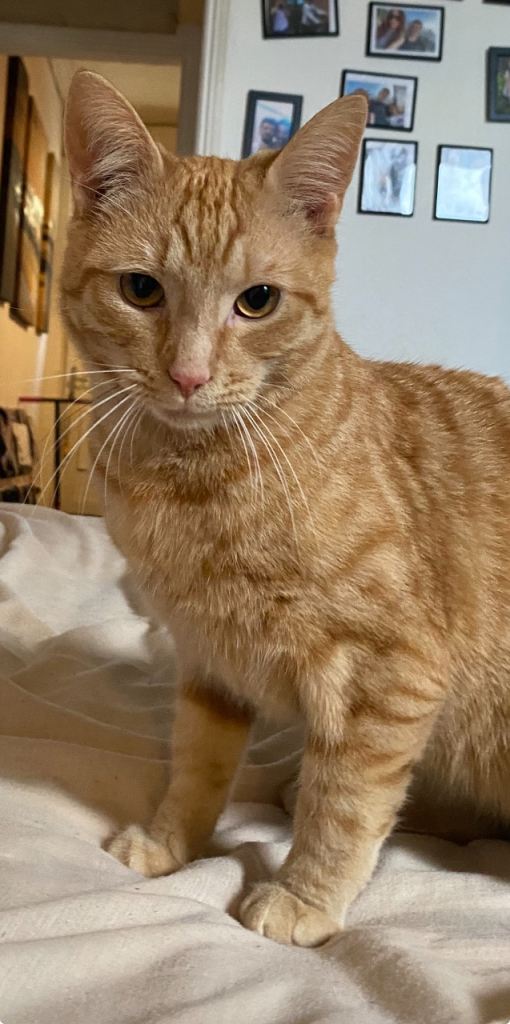 Ginger kitten for a furrever home 🥰