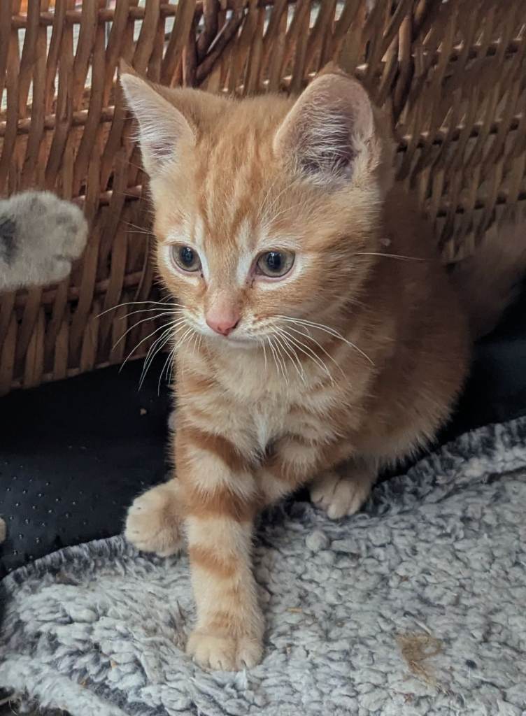 Choose a kitten - ready for viewing and reserving now 