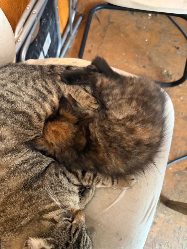 Kitten for sale 