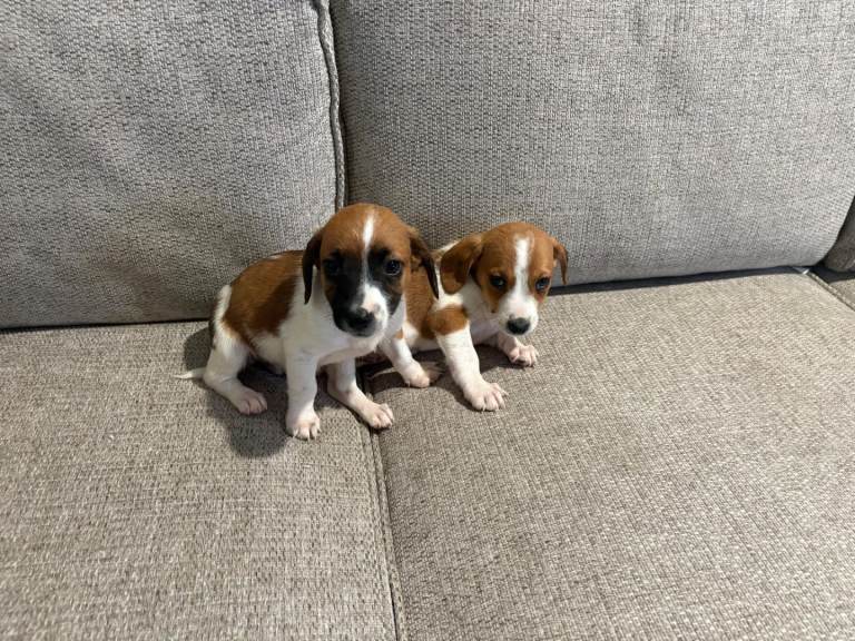 Jack Russell 