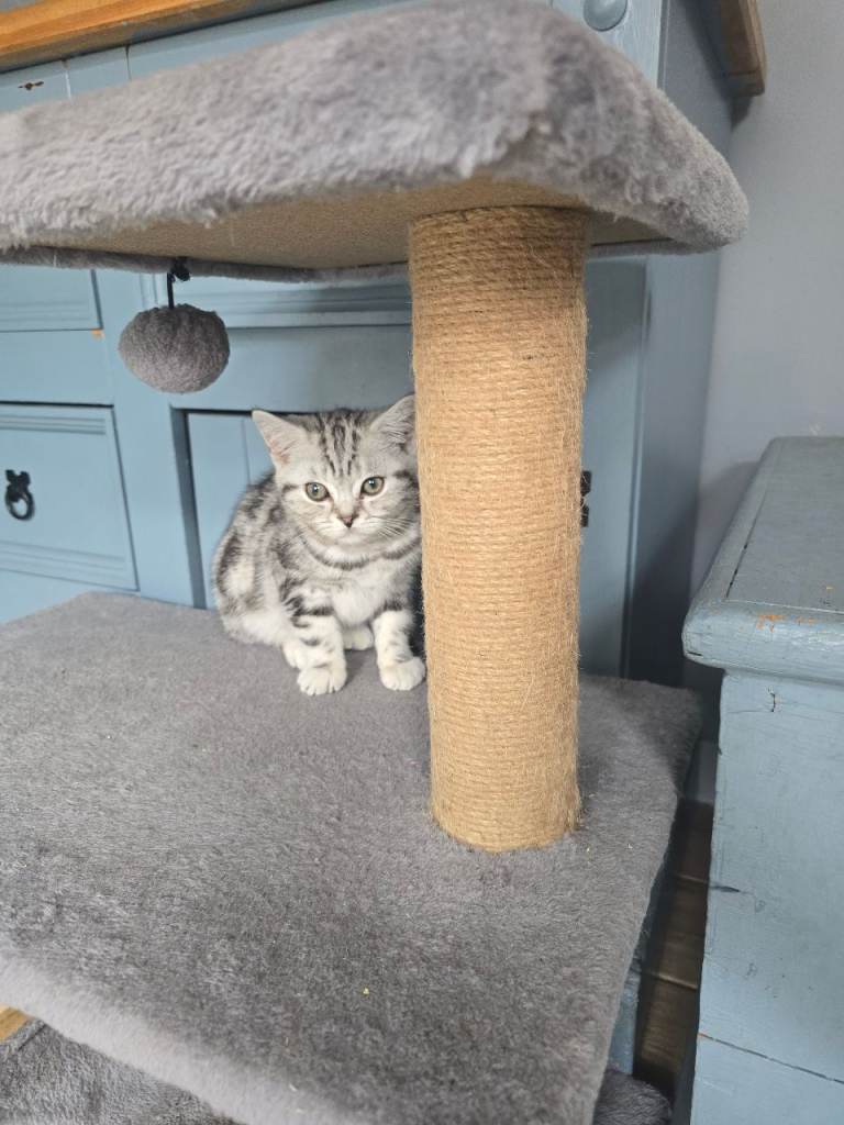 Bsh silver tabby boy 