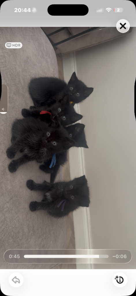 Kittens LAST ONE LEFT!!