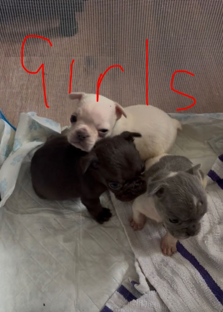 FRENCH BULLDOG PUPPIES FOR SALE
