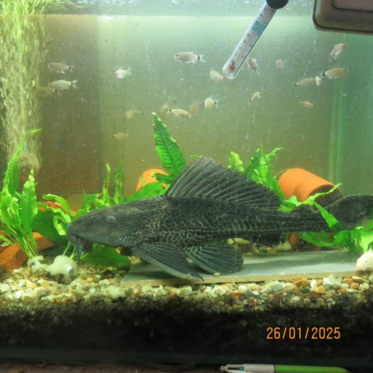 Two large plecostomus tropical fish 15inches long £25 each. Also jet black mollies £2-5 each