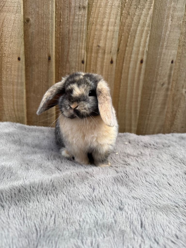 Mini lops 