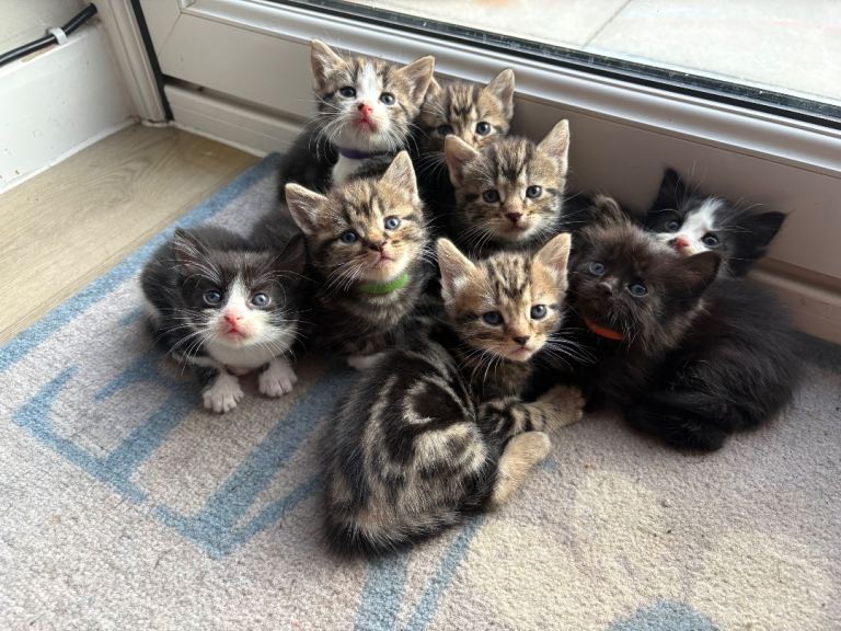8 beautiful kittens 
