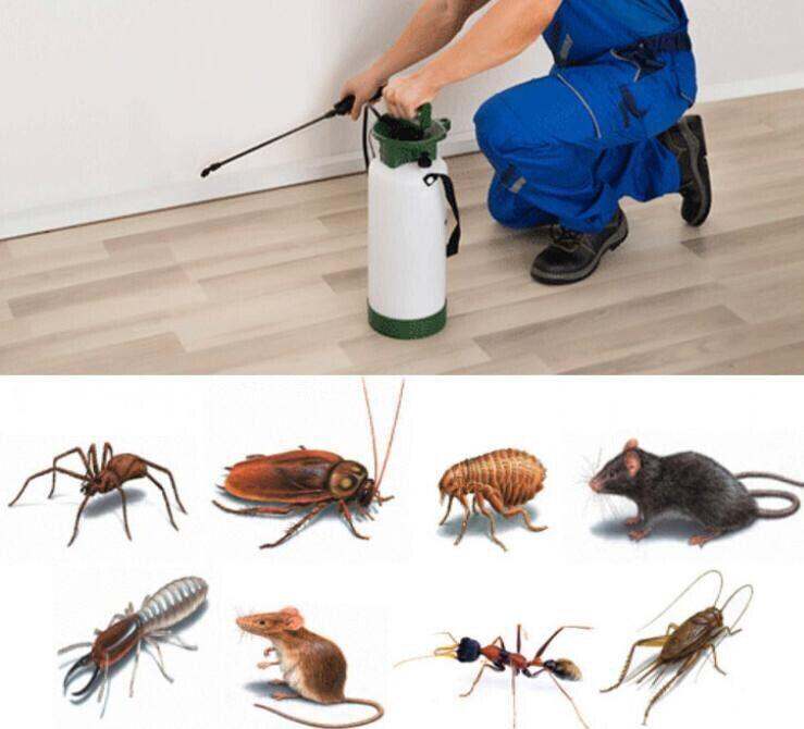 Pest control services rat mice bedbugs cockroaches flees mouse ants  