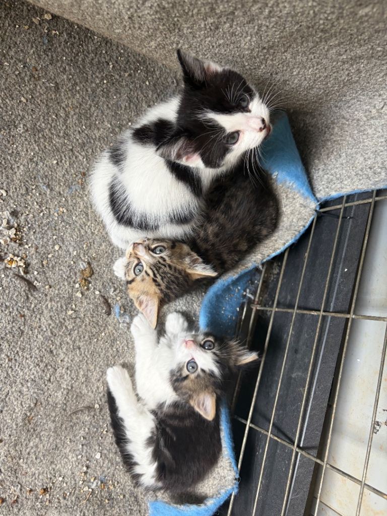 Kittens