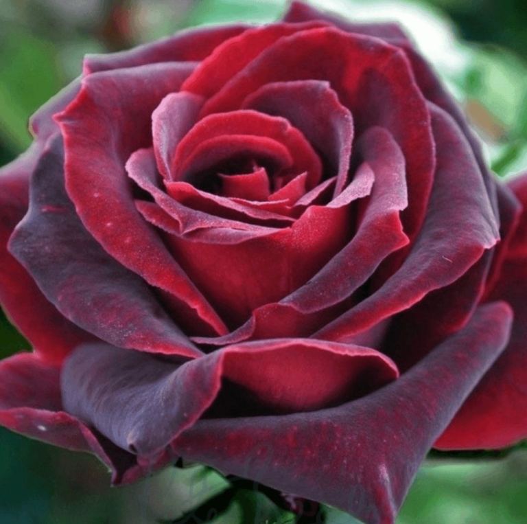 Black Baccara bush rose plant 