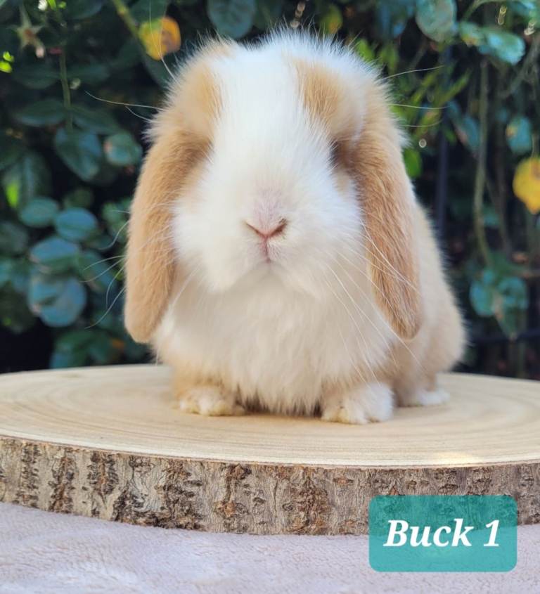 Purebred mini lop bunnies & Adults available 
