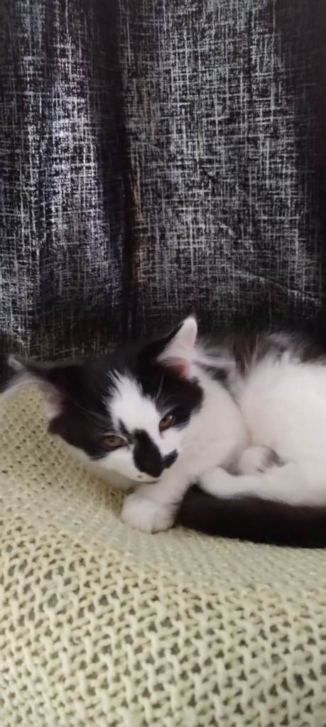 Female cat for