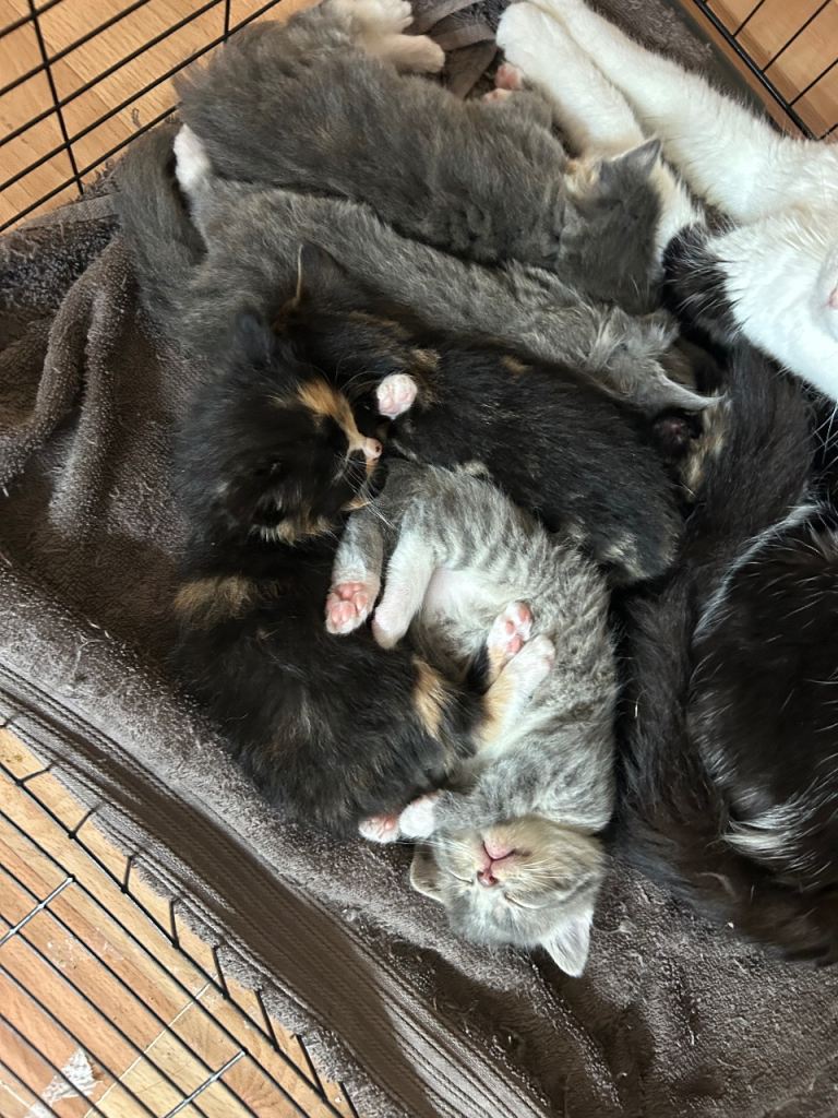 6 Adorable Kittens for Sale! 