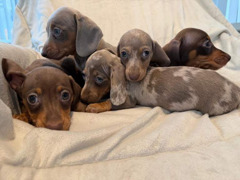  READY NOW Kc miniature dachshund  