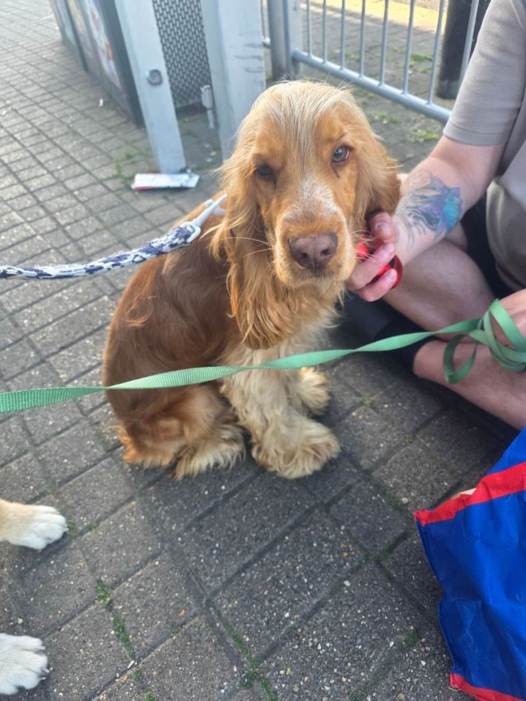 1 male Cocker Spaniel and 1 American Akita looking for new homes