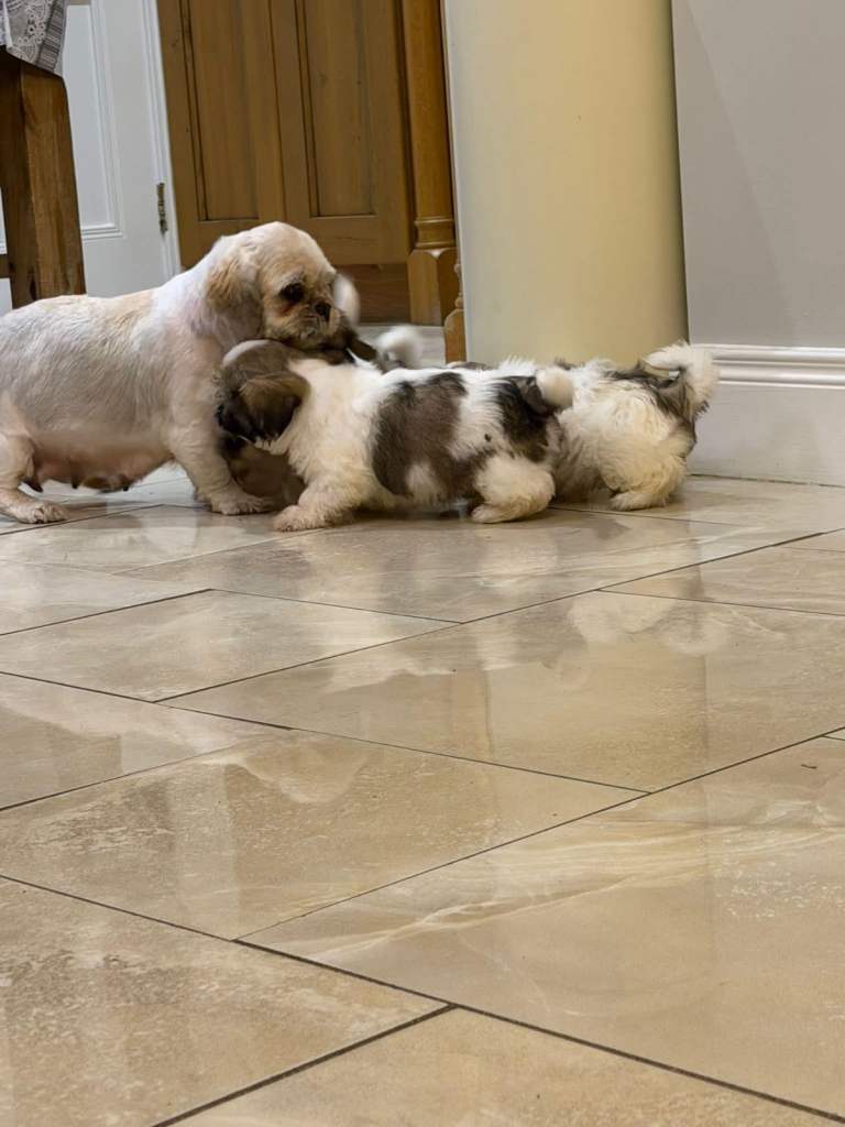 Shih Tzu 