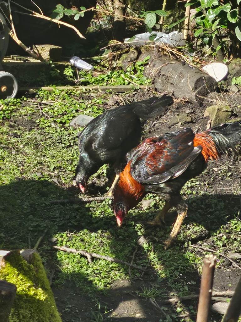 2 chicken hens asseal