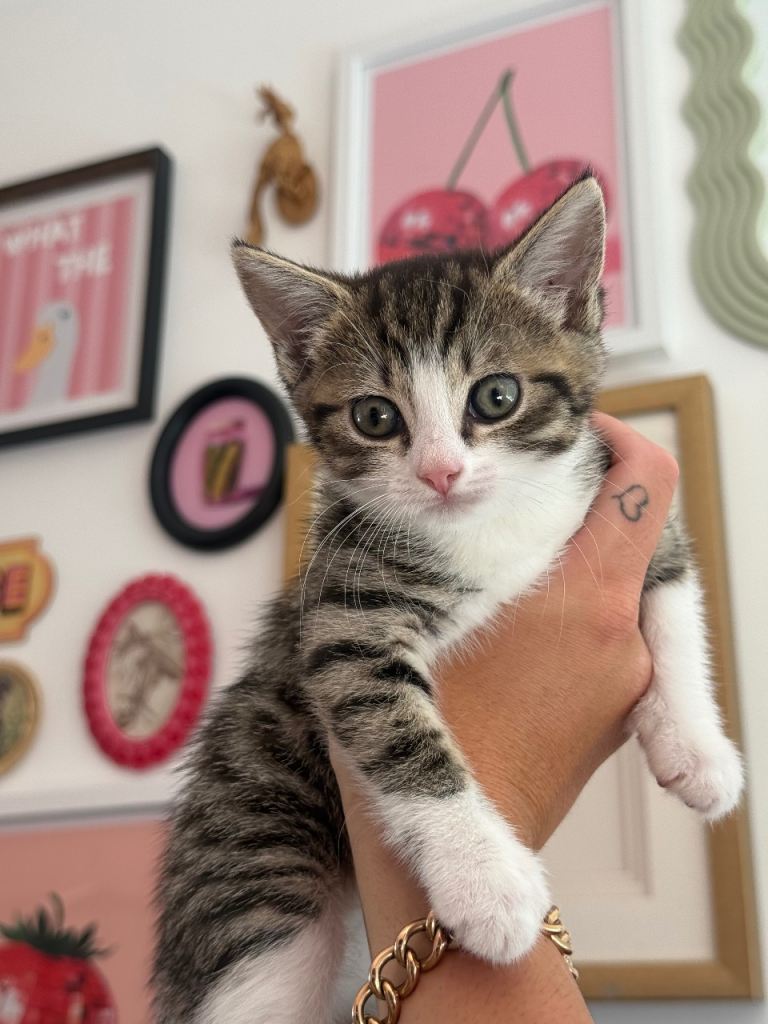 2 beautiful kittens